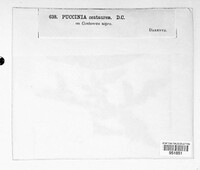 Puccinia carthami image